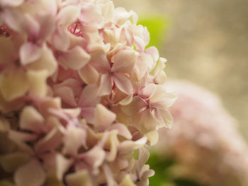 Close-up of pink cherry blossoms