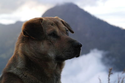 Close-up of dog against sky