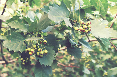 Close-up of fruits growing on tree