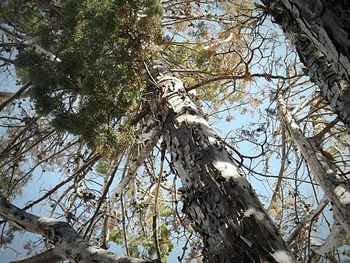Low angle view of trees