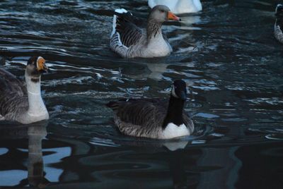 Ducks swimming in lake