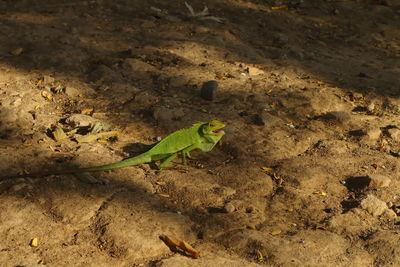 High angle view of insect on rock