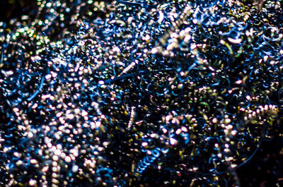 Full frame shot of multi colored flowers