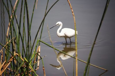 View of crane bird in lake