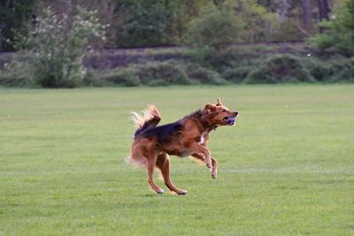 Dog running on field