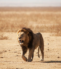 Lioness running on field