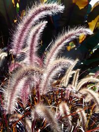 Close-up of flowering plants on field