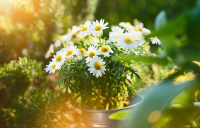 Close-up of white flowering plant