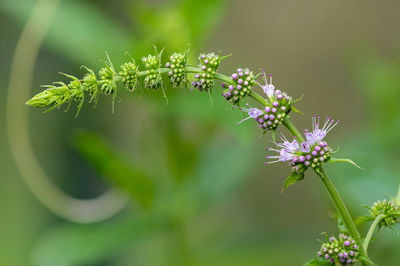 Close-up of purple flowering plant