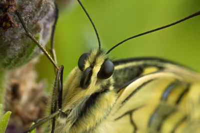 Close-up of butterfly on leaf