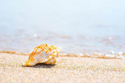 Close-up of shell on beach