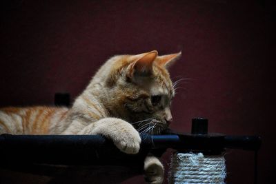 Close-up of cat relaxing