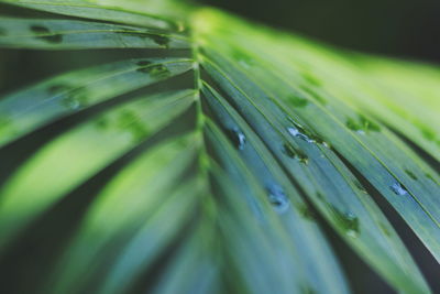 Full frame shot of wet leaf