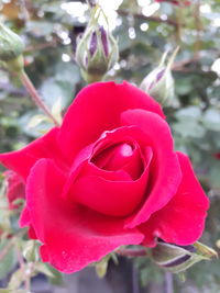 Close-up of pink rose