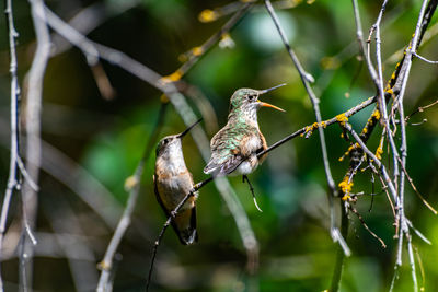 Close-up of bird perching on branch