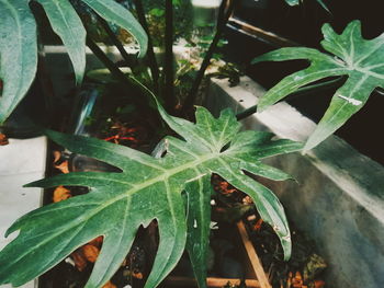 High angle view of raindrops on potted plant on field