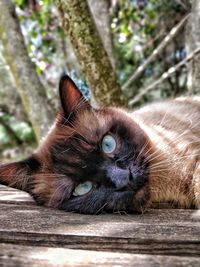 Close-up portrait of a cat