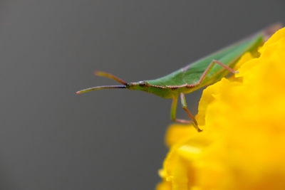 Close-up of insect on yellow flower