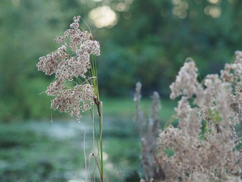 Close-up of wilted flower on field