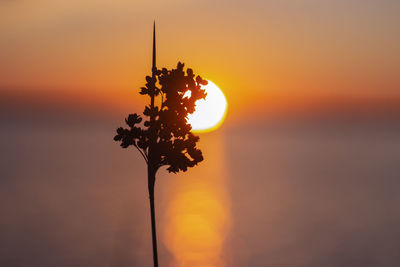 Close-up of silhouette plant against orange sky