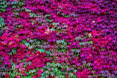 Full frame shot of pink flowers