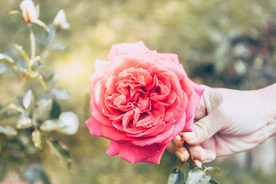 Close-up of hand holding rose bouquet