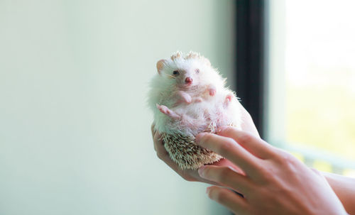 Midsection of person holding bird against clear sky