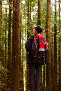 Back view female tourist with backpack standing in woods and enjoying amazing scenery of big trees in monte cabezon natural monument of sequoias