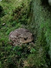 Frog in pond