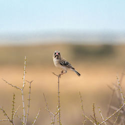 Close-up of bird perching on a plant