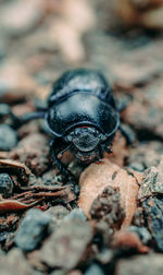 Close-up of insect on rock