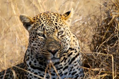 Close-up portrait of leopard