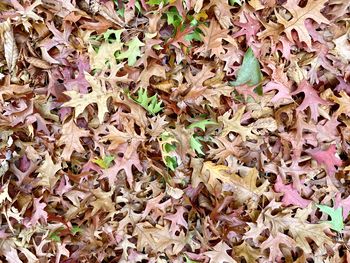 Full frame shot of dry leaves