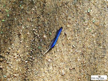 Close-up of insect on sand