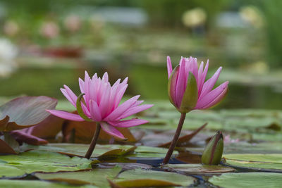 Close-up of pink water lily in lake