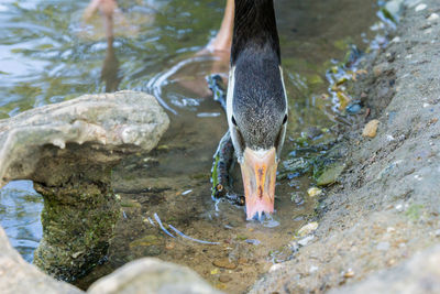 Close-up of a bird drinking water