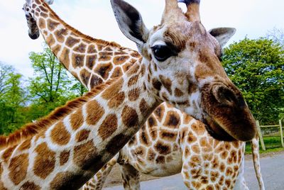 Giraffes at zoo