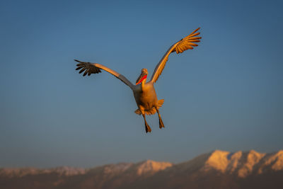 Low angle view of bird flying against sky