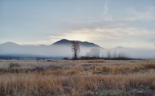 Scenic view of landscape against sky