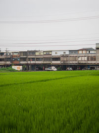 Scenic view of agricultural field against buildings