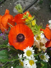 Close-up of orange flower