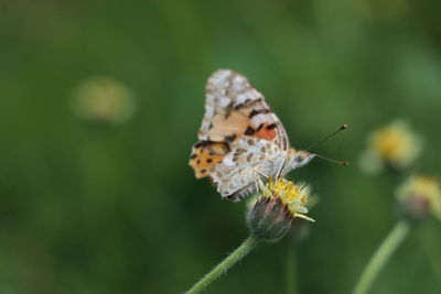 Close-up of butterfly pollinating on flower