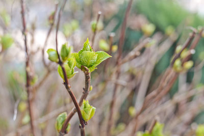 Close-up of green leaves