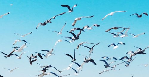 Low angle view of birds flying in the sky