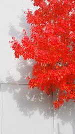 Close-up of red tree against sky