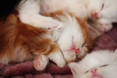 Close-up of cat sleeping