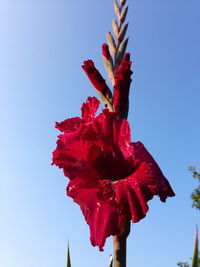 Low angle view of red hibiscus blooming against clear sky