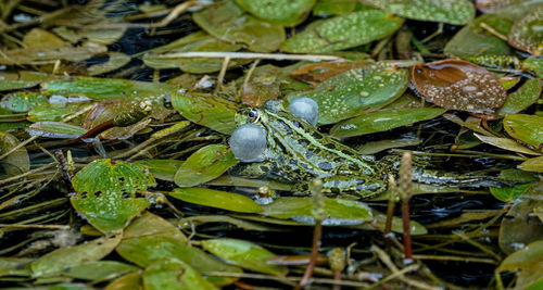 High angle view of frog on leaves in lake