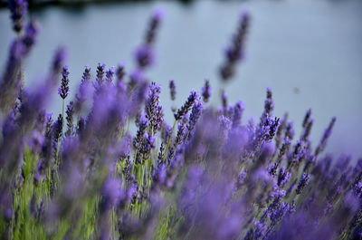 Close-up of lavender flowers on field