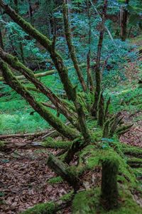 Moss growing on tree trunk in forest